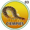 Ciempies