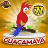 Guacamaya